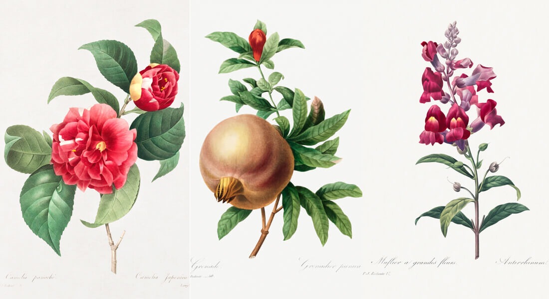 Read more about the article Pierre Joseph Redoute