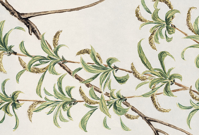 Read more about the article Megata Morikaga